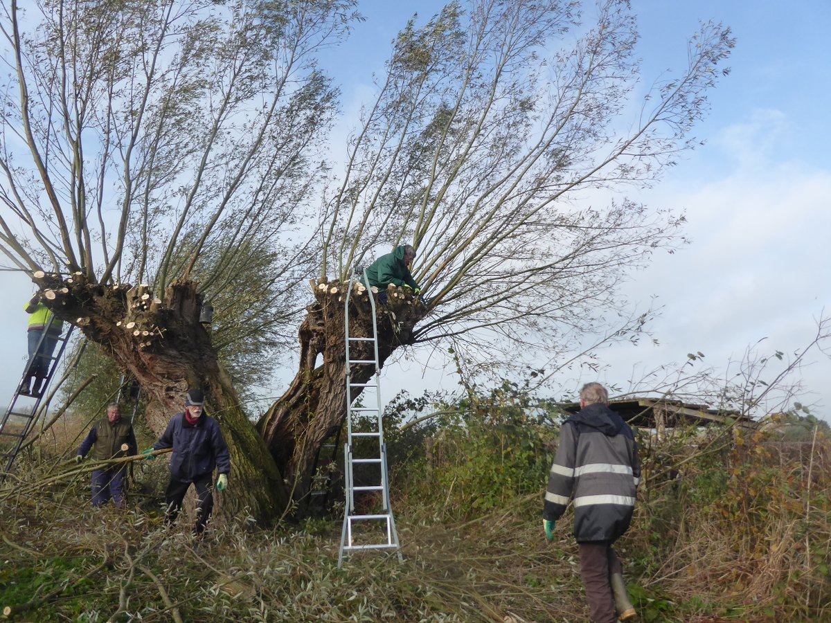 Het knotseizoen is begonnen. SOGN heeft nu een gereedschapswagen ter beschikking dankzij <a href="/SLGelderland/">Stichting Landschapsbeheer Gelderland</a> en <a href="/Gem_Overbetuwe/">Gemeente Overbetuwe</a>. Dat werkt goed.  
Als eerste zijn onze buurwilgen aangepakt. Wij hebben nu royaal wilgensnoeisel voor rillen en mulch en takken voor van alles.