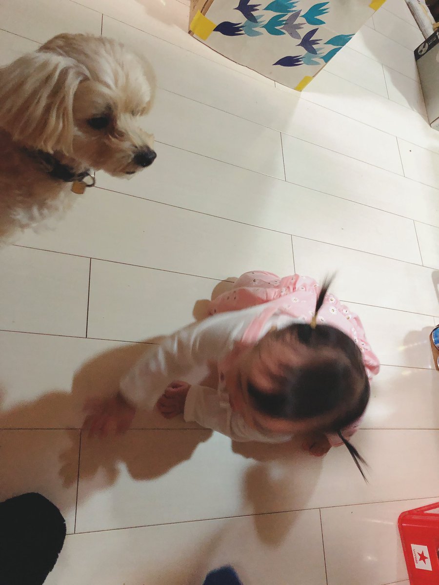 shion_eve's tweet photo. ◤育児記録 #生後356日 #11m22d 11┆13┆WEN◢❷
〈 #ピカチュウ発見 〉
ピカチュウ改めナッチュウ🐭
最近あまりハイハイしなくなったのにワン©️のメロ©️の真似して大きく手を前に出しながら🐶パパの実家でレコーディングの帰りに新大久保でテイクアウトしてきたチキンとチーズ海鮮チヂミ🧀美味です🧀 https://t.co/hCLn3PIk0G