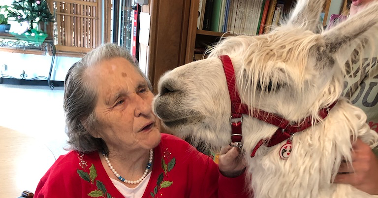 โ๐โ The Llama as Therapist http://dlvr.it/RJGFpDย โ๏ธ๐โ๏ธ#SiguemeYTeSigo #Followback