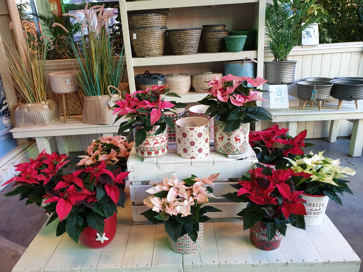 gardencornella's tweet photo. Para animar este día lluvioso... os presentamos nuestras primeras #Pointsettias!!! 👏🏼 La más popular Flor de #Navidad de color #rojo y las no tan conocidas pero no por eso menos bonitas Pointsettia Princettia #pink. 
#gardencornnatur #garden #cornella #tecsalsa #ventaalpublico https://t.co/zqk09uxVmh