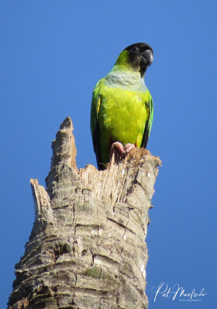 #floridabirds #GreenParrot naturecoaster.com/?post_type=pho…