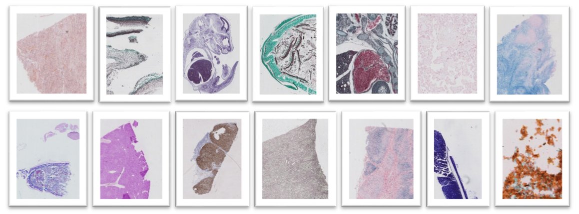 Colour management ensures that the original target translates into a digital pathway so output images are an identical colour. How can this benefit #DigitalPathology in the world of #AI? ow.ly/QxGv30pRauZ