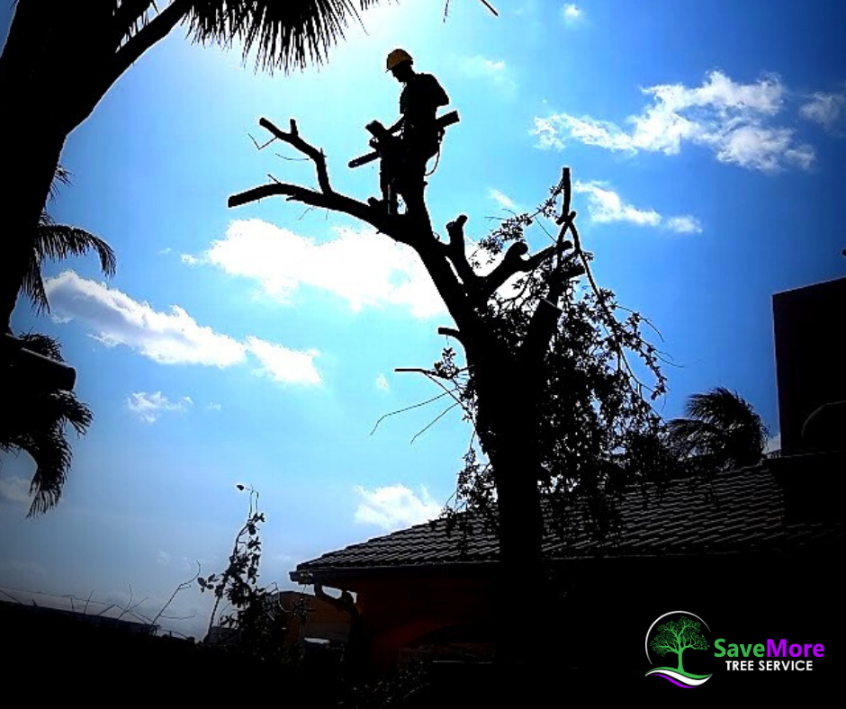savemoretreesrv's tweet photo. Why do customers choose SaveMore Tree Service for Tree trimming, maintenance and removal? Because our team is committed to 3 things: π³ affordable pricing, healthy trees and satisfied customers!
#savemoretreeservice #fall #arborist #trees #treehugger #treeservice #lovetrees ... https://t.co/jIXW4EEI38