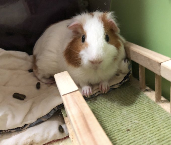 すーさん の人気ツイート 2 Whotwi グラフィカルtwitter分析