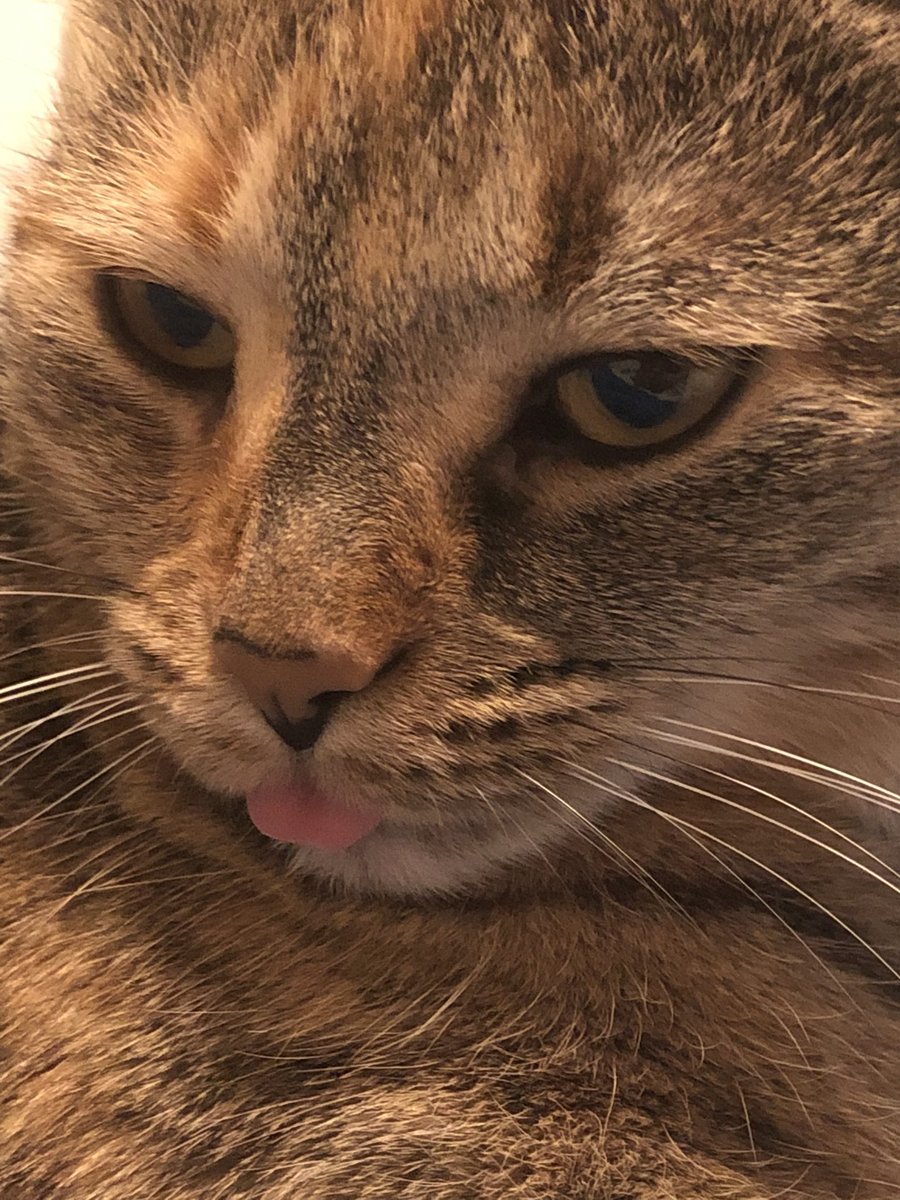 ASpiderDemon's tweet photo. {🕷 Derpity derp 😛 🕷} https://t.co/MIDWWDRvSF