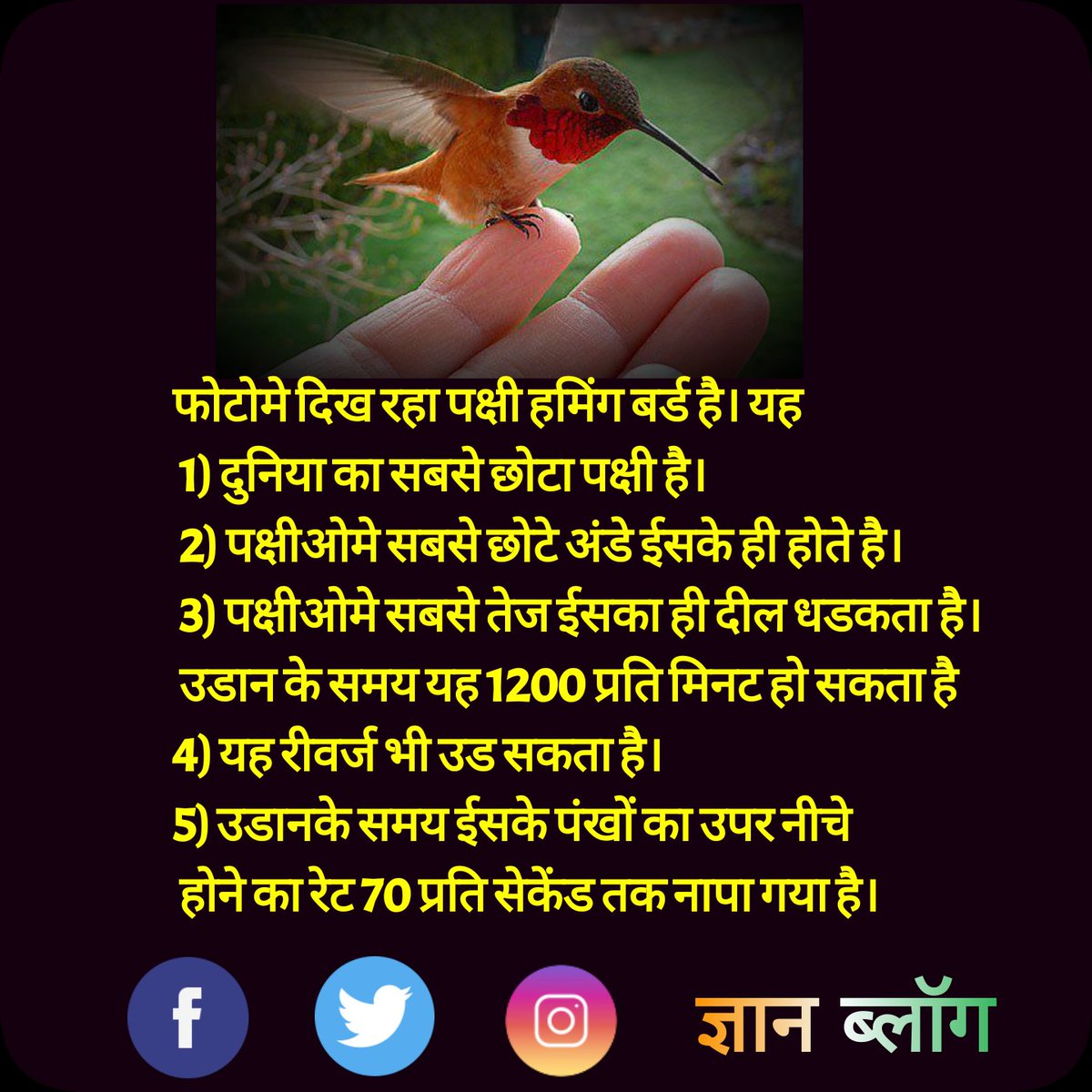 gnanblog's tweet image. फोटोमे दिख रहा पक्षी हमिंग बर्ड है। यह
 1) दुनिया का सबसे छोटा पक्षी है
 2) पक्षीओमे सबसे छोटे अंडे ईसके ही होते है
 3) पक्षीओमे सबसे तेज ईसका ही दील धडकता है
 उडान के समय यह 1200 प्रति मिनट हो सकता है
#gnanblog #amazingfacts #factsinhindi #facts_in_hindi #hummingbird #birdfacts