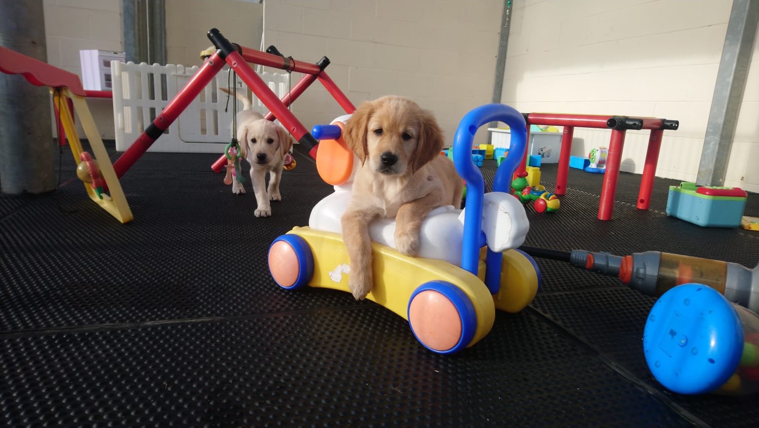 tom wright guide dogs