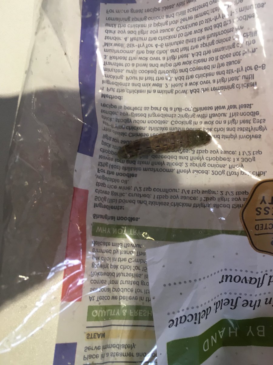 JCInteriors's tweet image. Thanks ⁦@Tesco⁩ biggest caterpillar in my Pak Choi ... half of it eaten be the greedy b*