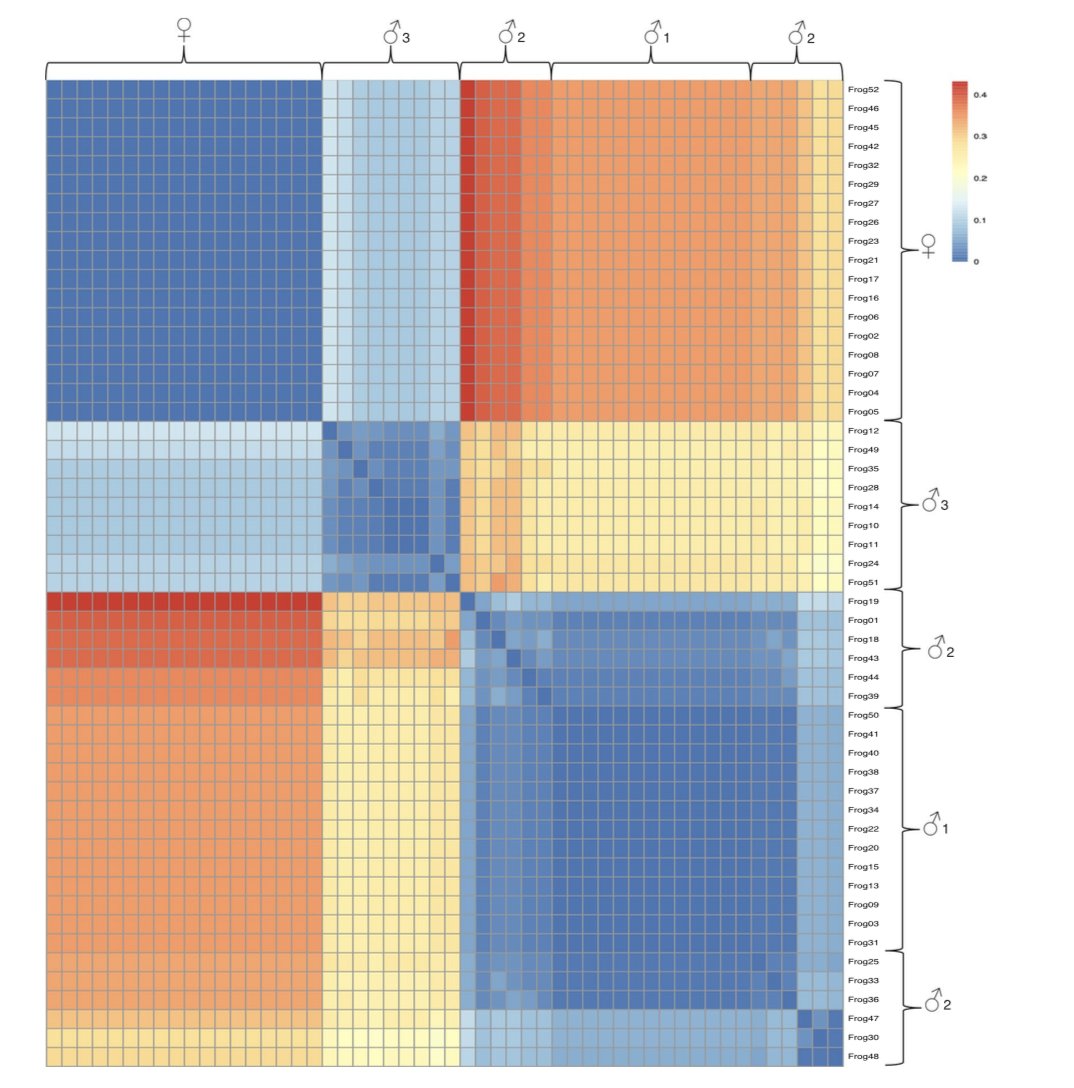 WenJuanMa84's tweet photo. Identifying #SexLinked markers in a frog: a novel approach to understanding sex chromosome evolution in an amphibian 🐸👉

Ancestral #SexReversal may account for the evolution of now pseudoautosomal region on the Y; new evidence for ‘fountain of youth’

https://t.co/730NCrWMBb https://t.co/YDIakClVHq