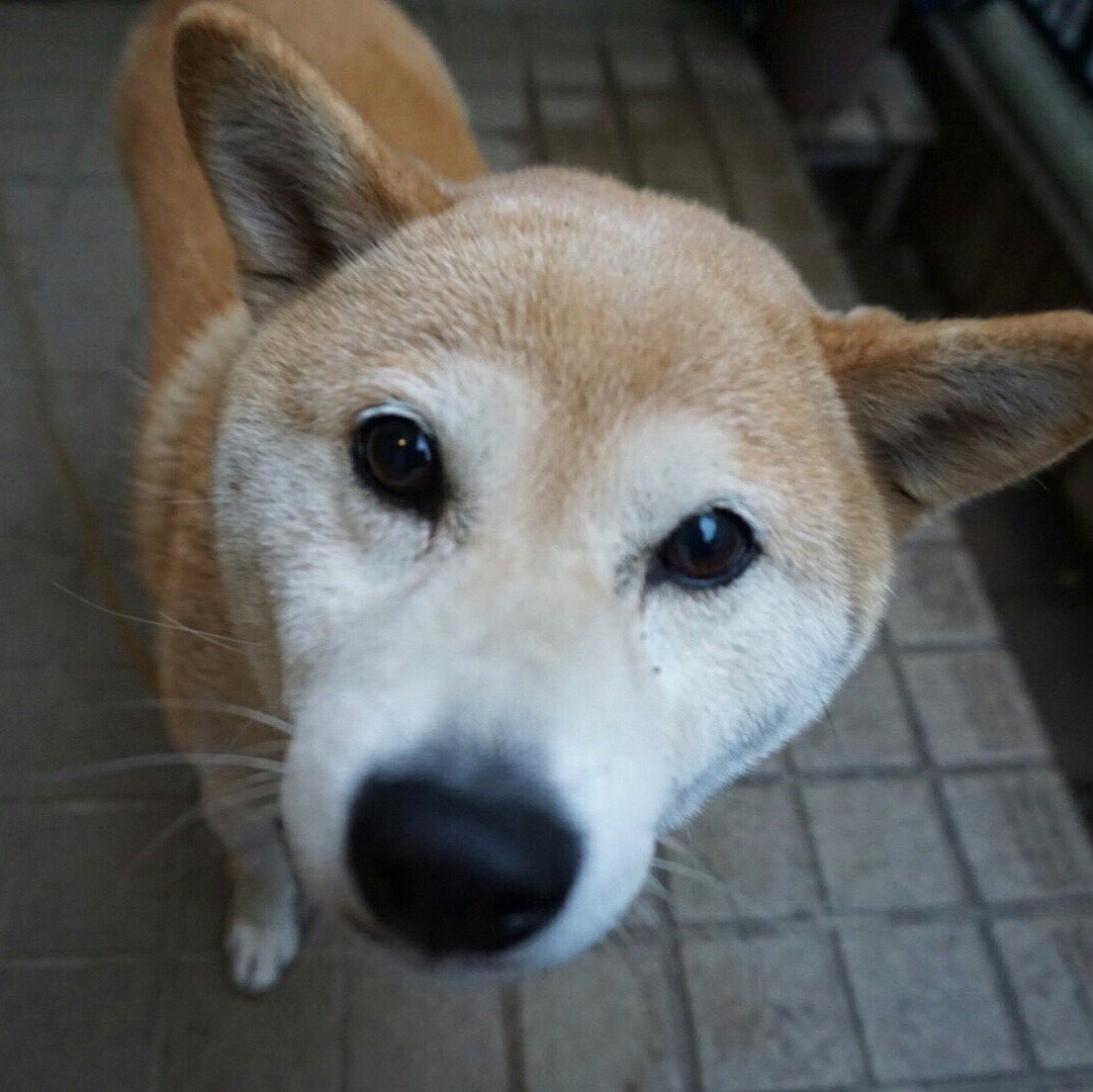 obryso's tweet image. 本日の投票ページは
こちらになります
お兄ちゃん 現在4位です
yoshimotozaka46vote.com/2ndterm/2ndrou…

皆様 Instagramの方は
いいね 頂いてますでしょうか…
instagram.com/p/B4mQreLlcSc/…
#吉本坂2期生オーディション 
#おばらよしお 
#宣伝本部長 #おばらはる #柴犬 #アイドル