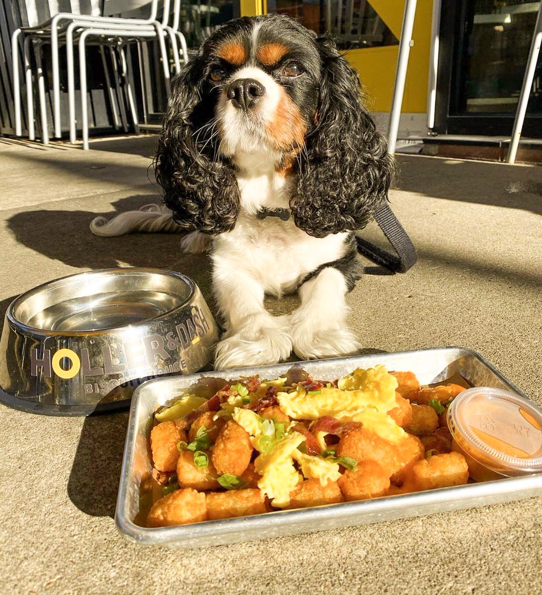 Woody the Cavalier showing more restraint than the average human can in front of our tots. Good boy, Woody! 🐾 
[📷 : @woodythecavalier]
