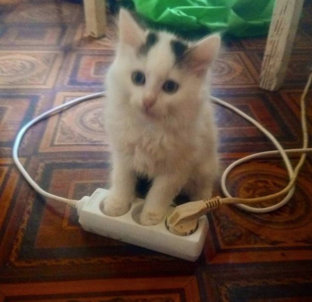 милые котята. маленький котенок. рыжий котик. котики можно включить. красивые котята.