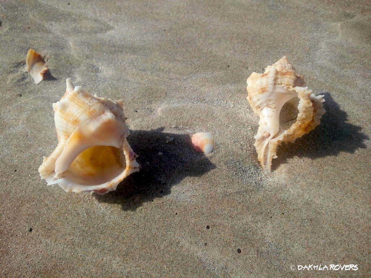 DakhlaRovers's tweet photo. Beachcombing at #Lassarga, between the sheltered bay of #Dakhla and the powerful Atlantic waves
@oceanvagabond https://t.co/tgekcG3Tsj
