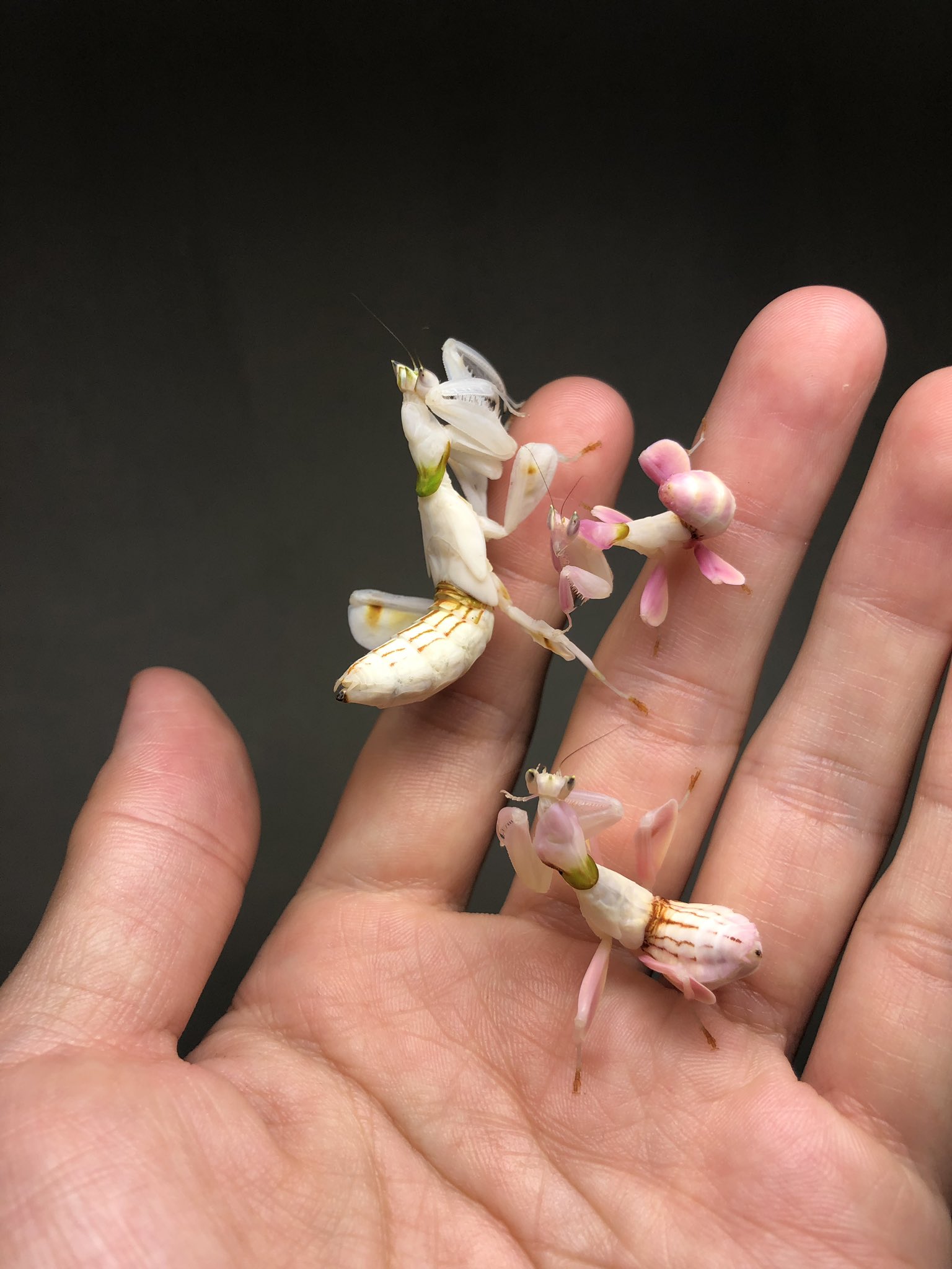 K Yamasaki 花 赤さは低い個体から順に0 3 3 5 4くらいかな でも 使途に関係ないので色は正直どうでもいい T Co Mhnlxlv03a Twitter