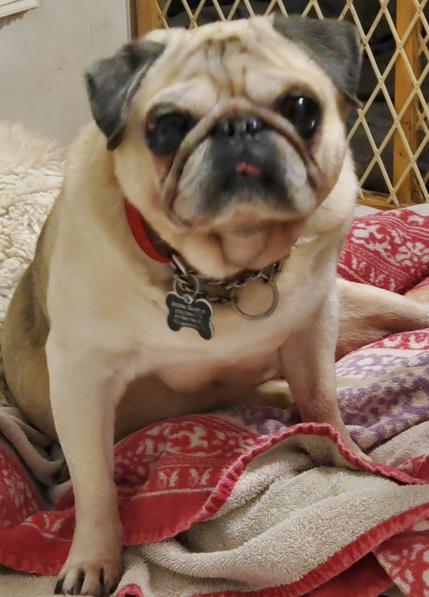 staymich's tweet image. My little old man when I told him his walk would have to wait since it&apos;s raining #pug #ArchieBunker