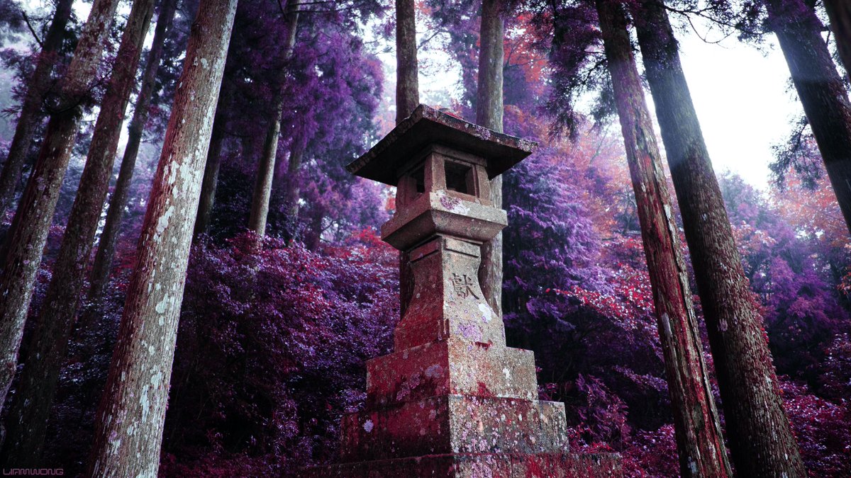 liamwong's tweet image. Daydreaming in Japan