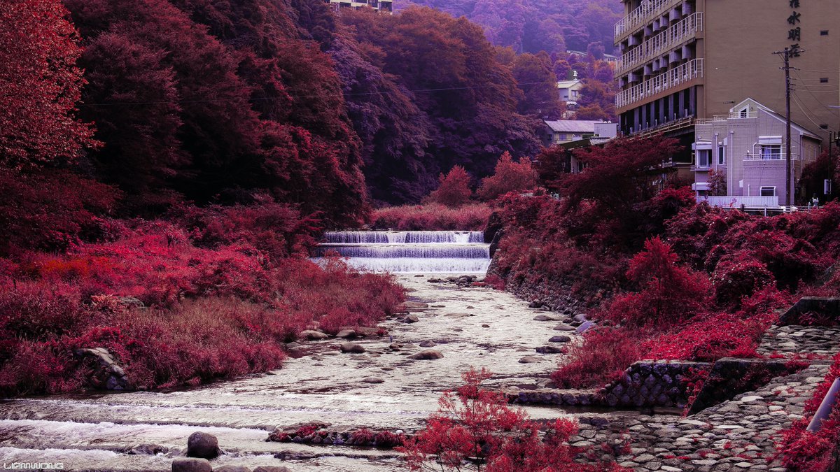 liamwong's tweet image. Daydreaming in Japan