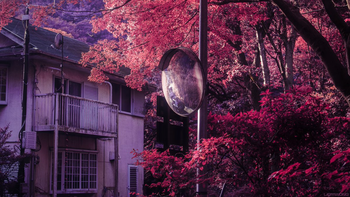 liamwong's tweet image. Daydreaming in Japan