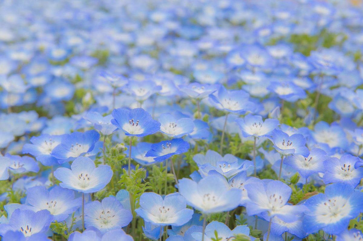 psuke_photo's tweet photo. #これを見た人は青色の画像を貼れ
青って可愛いし切ないし色んな顔を見せてくれて不思議。 https://t.co/uvBdbJ97NV