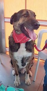 ProtectoraDoggy's tweet photo. Tayson – Devuelto y Olvidado https://t.co/z4o1aLtU9l #adoptanocompres #protectoradoggy https://t.co/C9a8jpTAEL