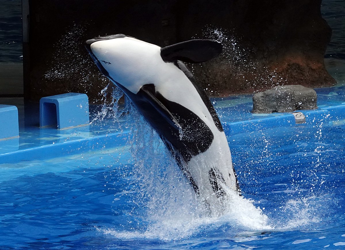 はりま屋 名古屋の美少女は昨日７歳になりました めでたし 生まれて１０日後ぐらいの家族写真が出てきたので一緒に貼り付けておきます お父さんも生きてたし お姉ちゃんのランも一緒です 名古屋港水族館 シャチ リン