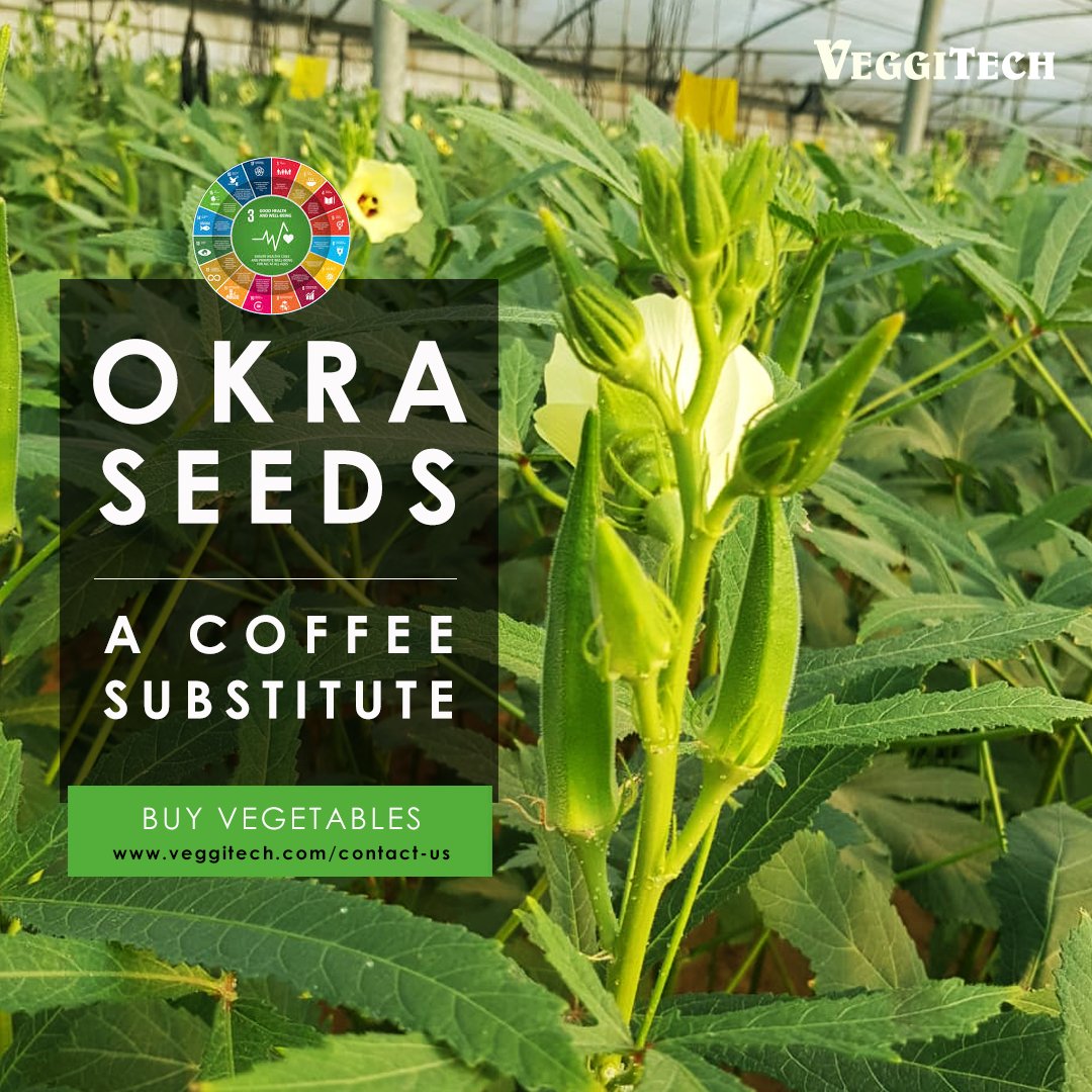 veggitech's tweet photo. If you are trying to wean of caffeine, there is a very good healthy alternative. Voila! It’s made from Okra seed. Yes, you have read it correctly - OKRA SEEDS!
Buy Vegetables: https://t.co/60qchPEkO5
#veggitech, #okra #coffee #foodsubstitute #healthylifestyle #beverage https://t.co/mi9Ldht5Vx