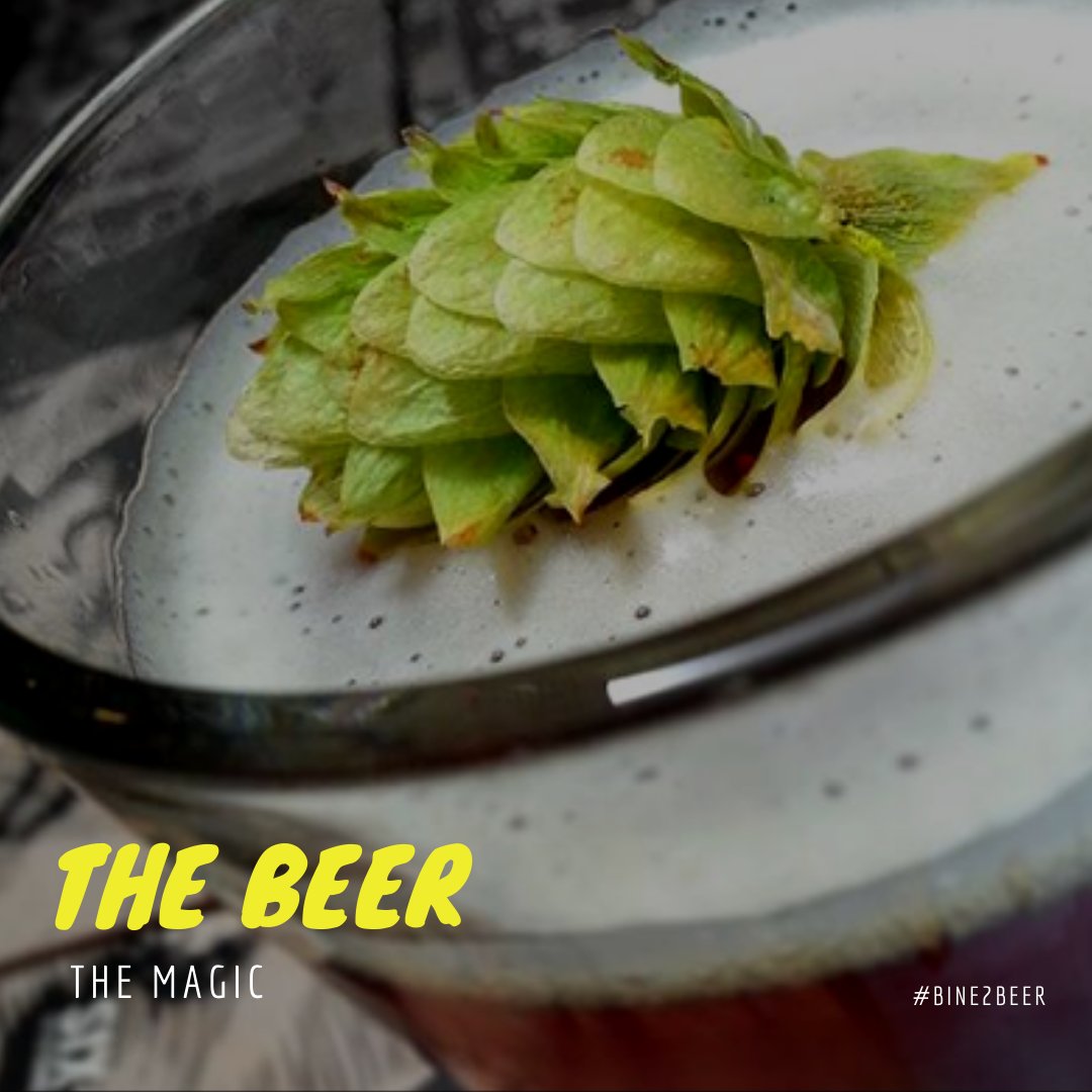 The bine to beer journey is almost complete. We have followed the hop from a seedling to brewery. It is now time to celebrate the delicious destination of this journey and the magic of beer.

#Bine2Beer

READ More 
africahops.co.za/2019/11/14/the…