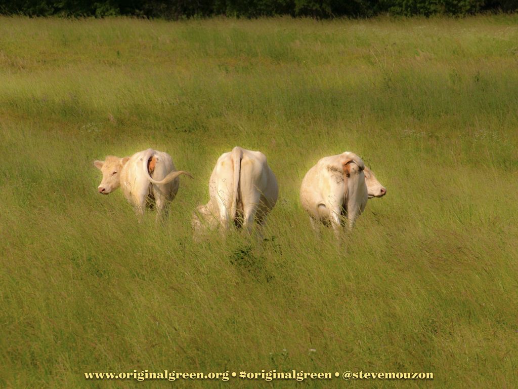 stevemouzon's tweet photo. Animals in a #NourishablePlace must be thoughtfully allocated, often according to scale. Cows, for example, are large enough that they only work in an employing farm or family farm outside of town. But cows have problems, including cow farts, a huge source of methane. https://t.co/nYR2DNUCnD