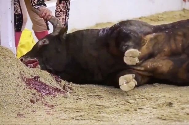 Animals1st's tweet photo. Bullfighting matador filmed repeatedly stabbing stricken bull in the head 

Pic via @PETAUK 

https://t.co/2ewfovAWz2 https://t.co/nVdXILU2Ck