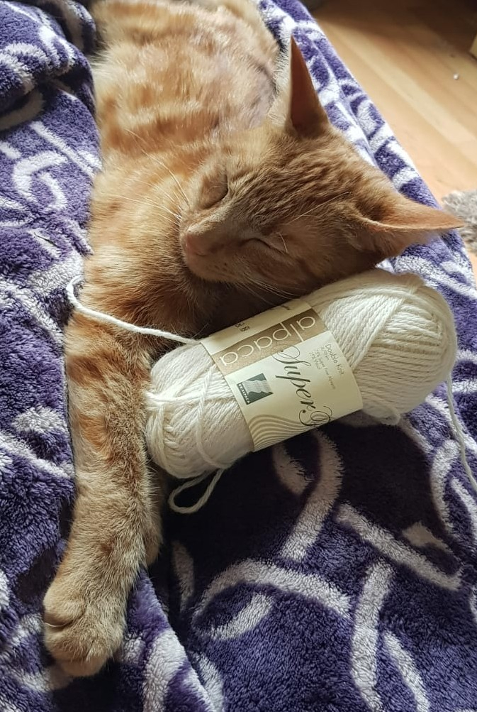 ukalpaca's tweet photo. My little helping buddy while I play with a new design.
Not sure he's helping much though, but hes just to cute.

Its terribly cold here and very wet with lots of sleet, we hope you are all tucked up creating something warm and cosy.
Please show us! https://t.co/mEmHEYytIa
