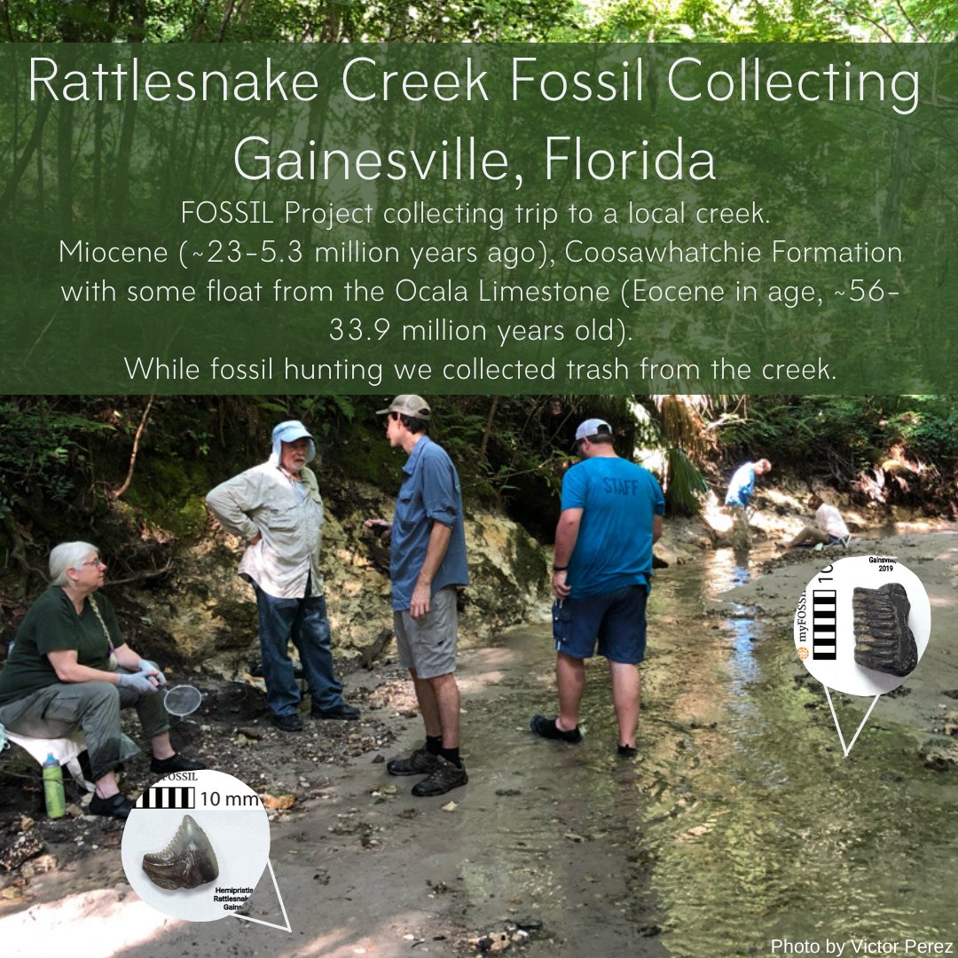 TimeScavengers's tweet image. #FieldExcursion post by @PaleoJB on a summer collecting trip to a Gainesville creek with the @projectFOSSIL team! Participants collected lots of #fossil #shark teeth, ray plates, &amp;amp; large benthic #foraminifera! Click the link to read more: timescavengers.blog/2019/11/14/rat…