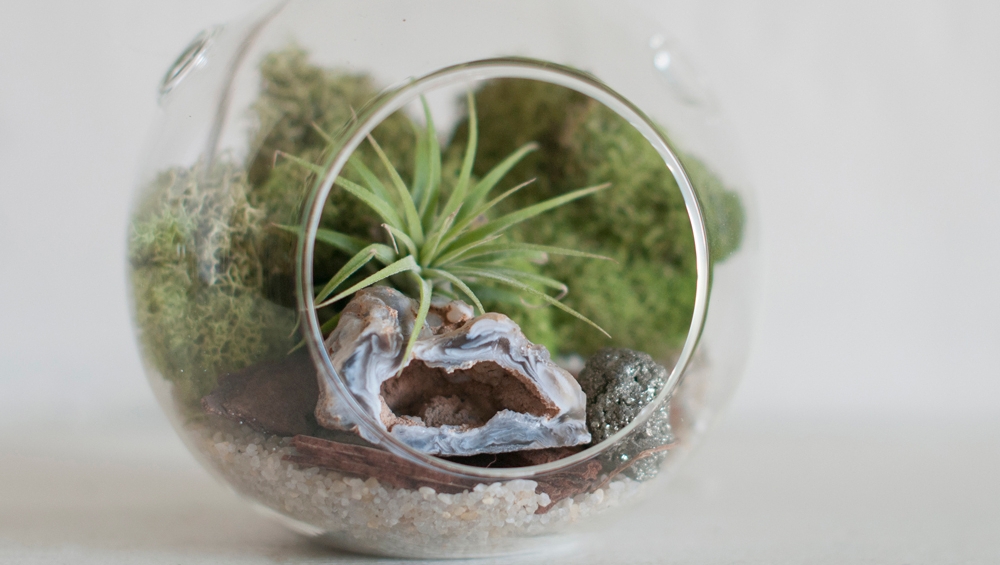 We just love making new air plant terrarium creations for you all to enjoy!  

#selfcare #plantaddict 
#epiphytecollection #airplantsofinstagram #house_plant_community #indoorplants #tillandsialover #prismaticgardens