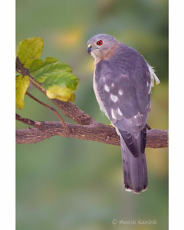 munishk's tweet photo. Shikra
.
.
#birds #birdsofindia #birdsofinstagram #travel #kerala #india #thattekkad #incredibleindia #indianbirds #best_birds_of_ig #best_birds_of_world #travelphotography #canon #canon_official #nationalgeographic #cornelllabofornithology #audobonsocie… https://t.co/xfmxG5FpqC https://t.co/nAqSHLjTRA