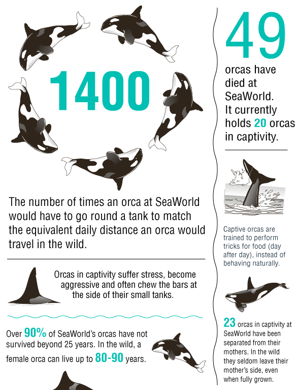 Whale and Dolphin Conservation (WDC) tweet media
