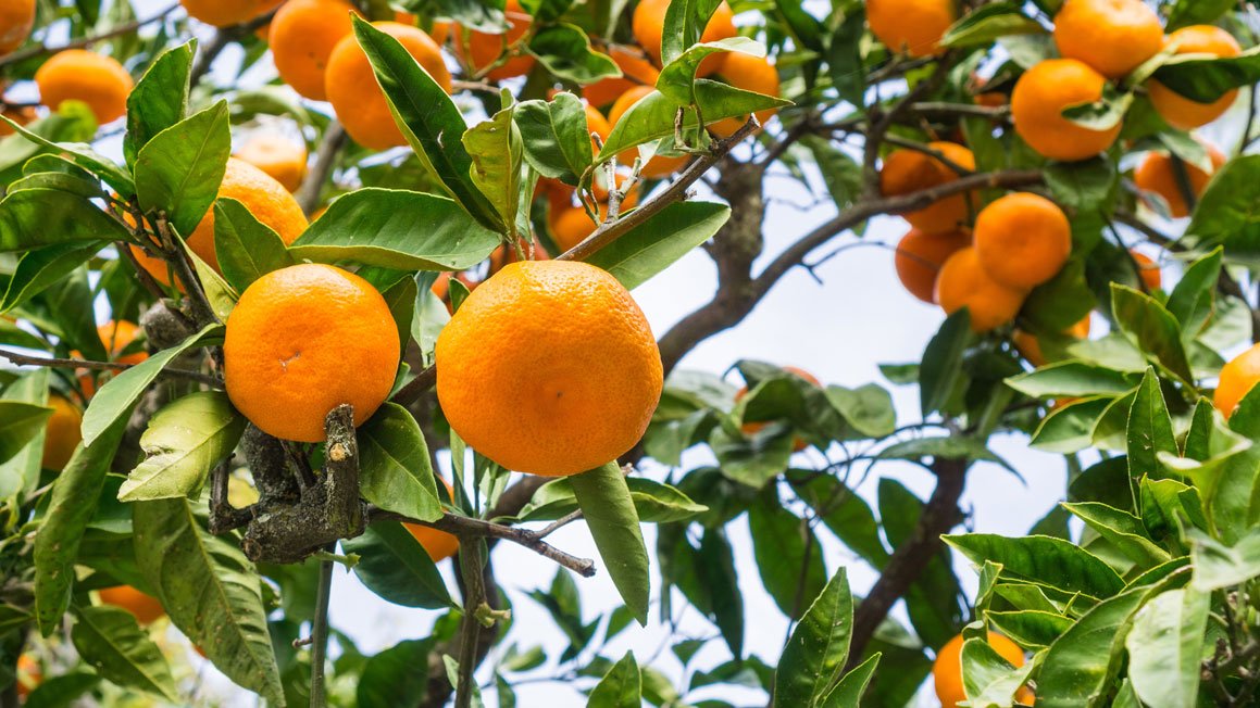 growingamerica.com/features/2019/…
Pecan Farmer Turns to Citrus after Disaster🍊

"We're always looking to diversify, and citrus has in recent years become a viable crop in Georgia," Jones said.

#JustinJones
#CarltonFletcher
#Citrus
#Pecan
#Disaster