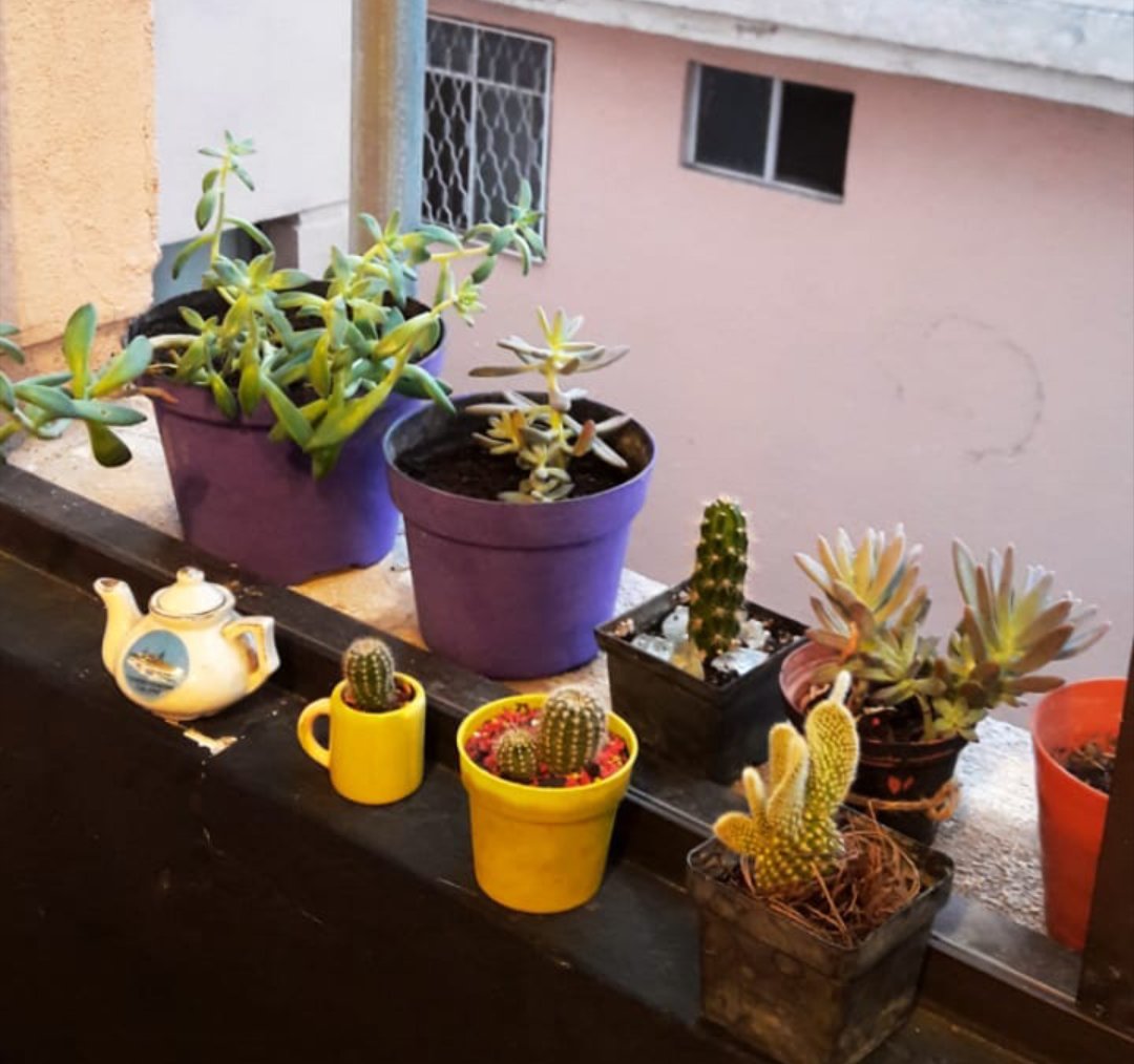 Fatimag_01's tweet photo. Los #cactus son plantas que no pasan de moda además de que estan llenas de curiosidades una de ellas es que a pesar de ser parte del desierto hay algunas que el 65% de su cuerpo alamacena agua🌵 https://t.co/KubWQCIgip