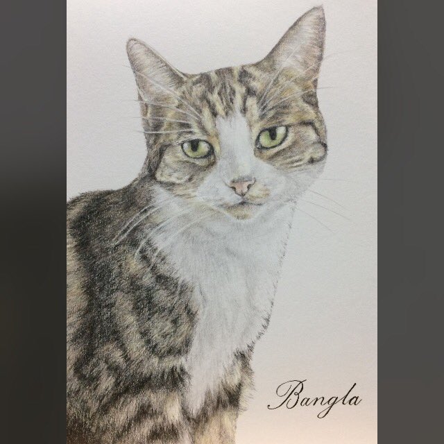 Get in touch ASAP to commission your Christmas portrait! #christmas #christmasgiftsideas #giftideas #dontdelay #cat #catsofinstagram #tabbyandwhite #catdrawing #pencil #pencildrawing #pencilportrait #portraitartist #art #artoftheday #artist #commissionme #ehartandportraiture