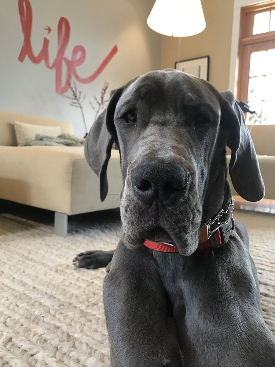 great dane food allergies