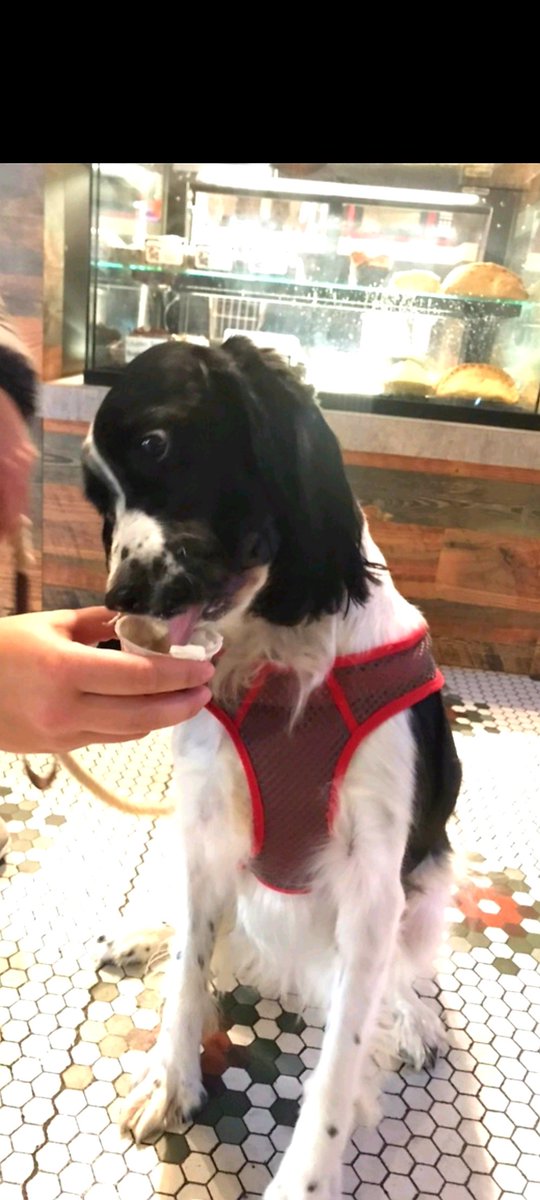 rootcoffeehouse's tweet photo. Bentley gives our peanut butter 5 out of 5 stars. Thanks, Bentley! #handsome #dogsofroot #goodtechnique https://t.co/FYHCu1xJXW