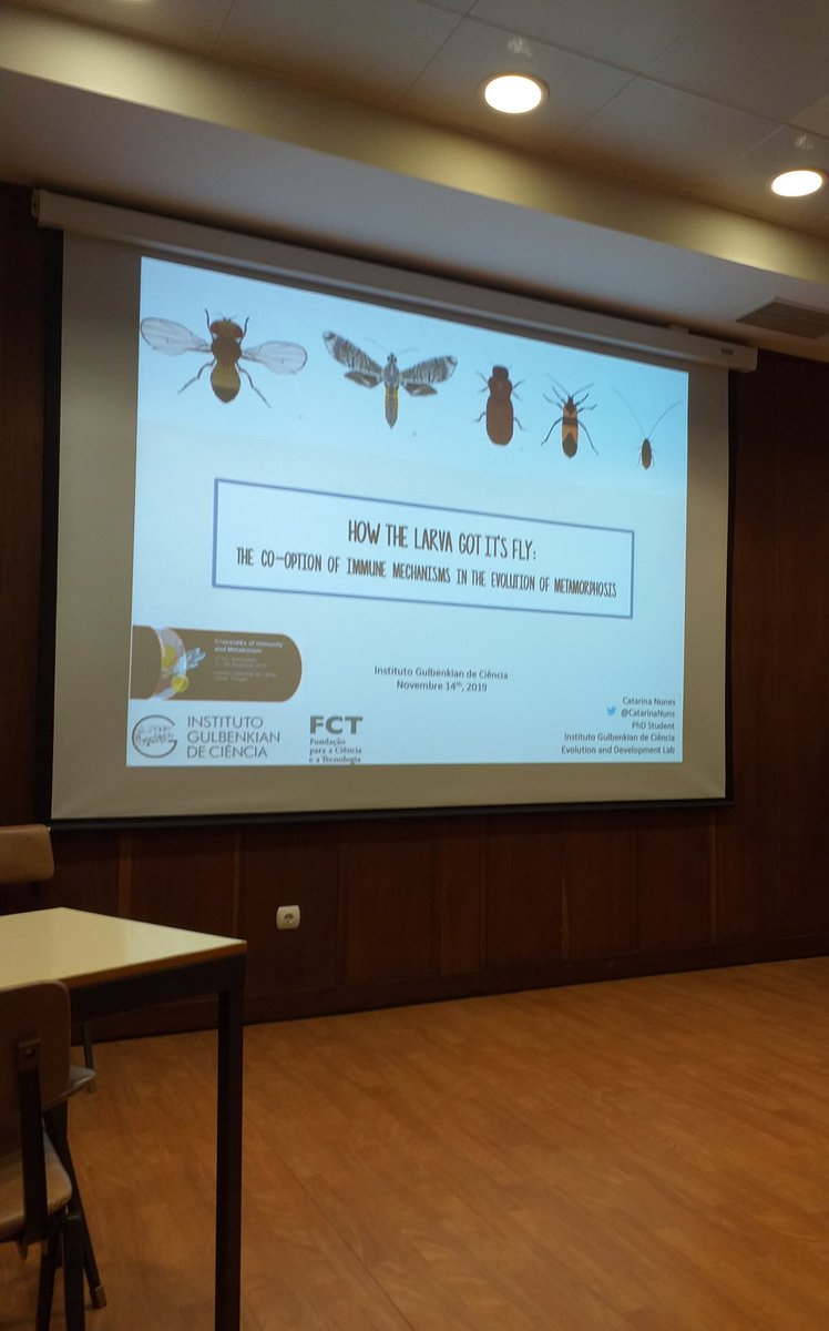 IGCSymposium's tweet photo. Our very own and amazing! @CatarinaNuns from the @IGCiencia takes us through The journey of insects from larva to adult, focusing on the co-option of the #immune system in the #evolution of #metamorphosis
#IGCSymposium2019
#Holometaboly
#Hemimetaboly
#Ecdysone
#JH https://t.co/XbQF8cM2er