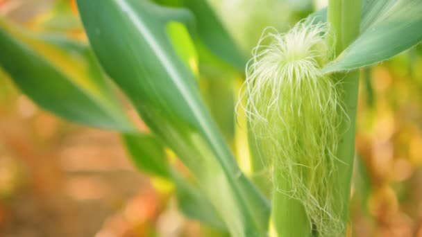 Sci4CommMan's tweet photo. क्यों हो सकती आर्थिक रूप से लाभकारी स्वीट कॉर्न (#sweet_corn) की खेती: पढ़े #crop_production @sciencoholic_com
#high_yield

https://t.co/pReupksBDJ https://t.co/638CXFO1tz