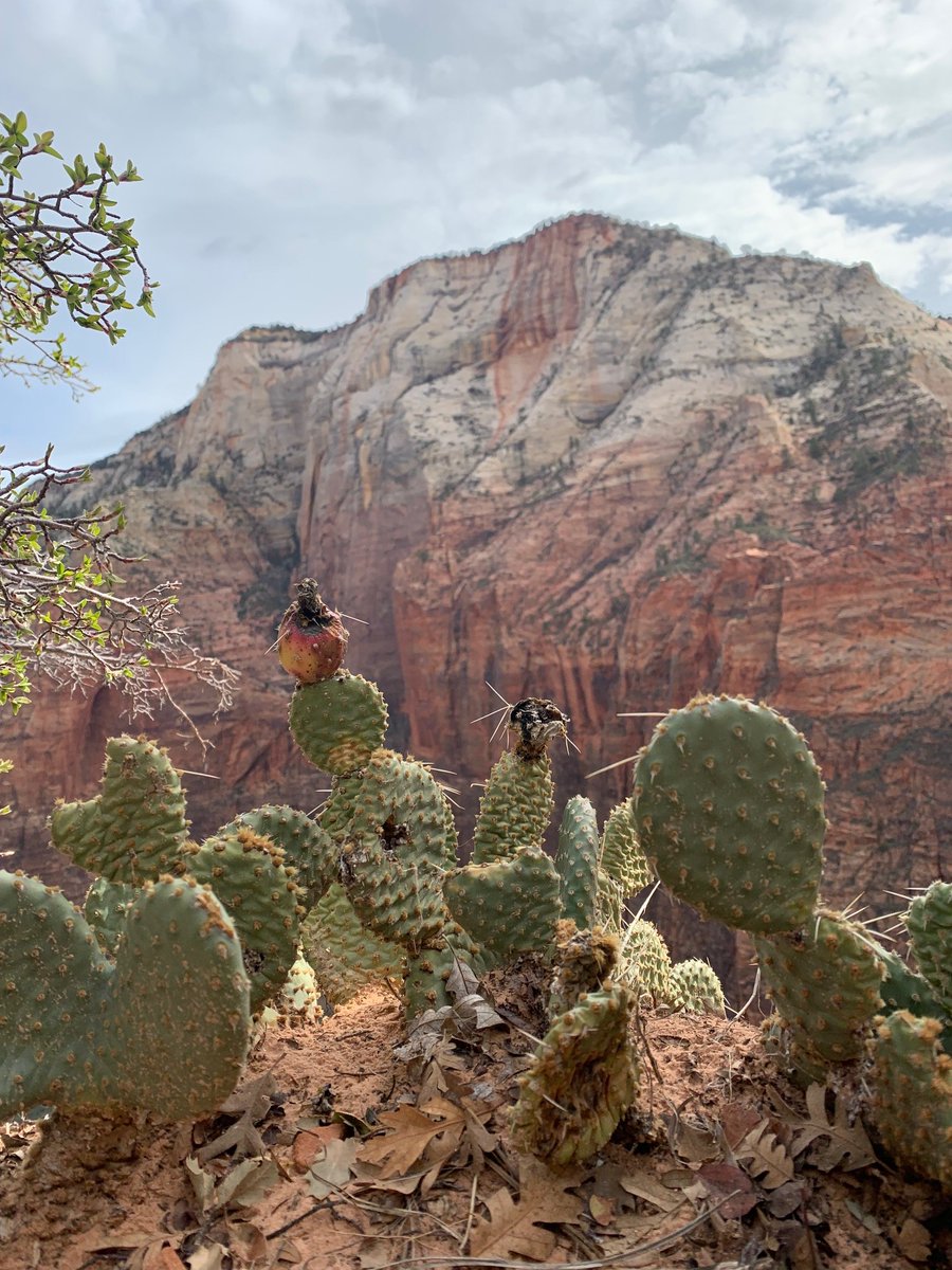 WholeEarthProv's tweet photo. Whole Earthling Rachel on a trip to Angels Landing, and Big Bend National Park! 🏜🌵
.
.
.
#MyWholeEarth #WholeEarthProvision #Dueter #Brooks #Patagonia #Capilene #NationalParks #NPS #Hiking #BigBend #AngelsLanding https://t.co/eenHc1gs33