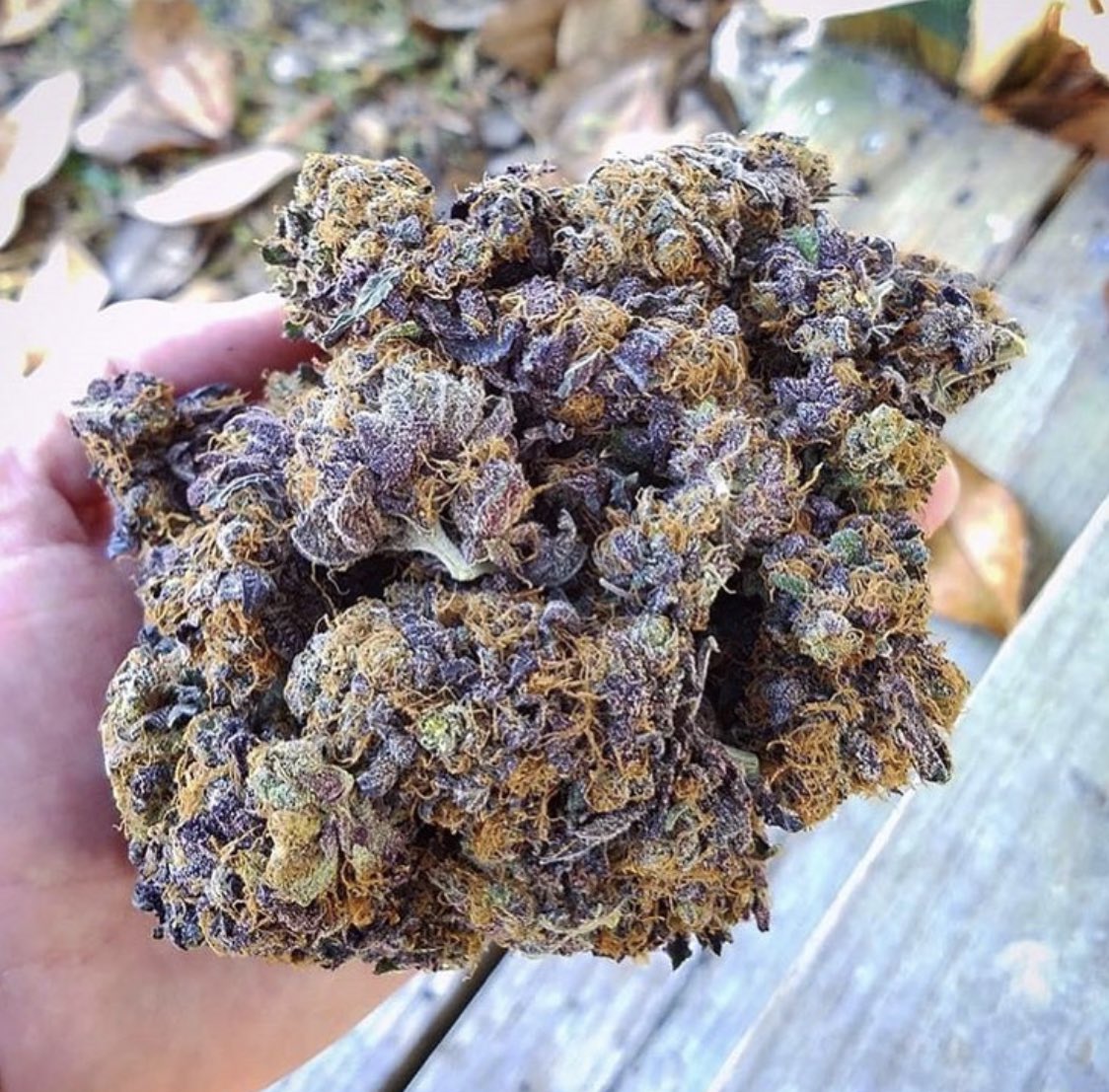 CannabisDaiIy tweet picture