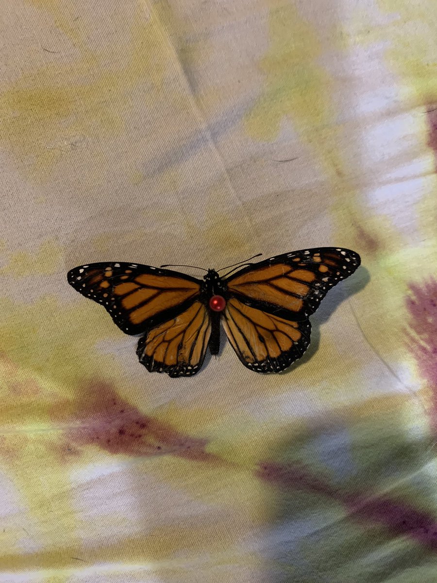 This lil butterfly buddy of mine was born with a wing deformality. Although he ultimately didn’t make it, he will live on in the various art I created in his inspiration (and I’m not even done yet😉). Transformation is beautiful. The joy is in creationism. Always and forever ❤️🦋