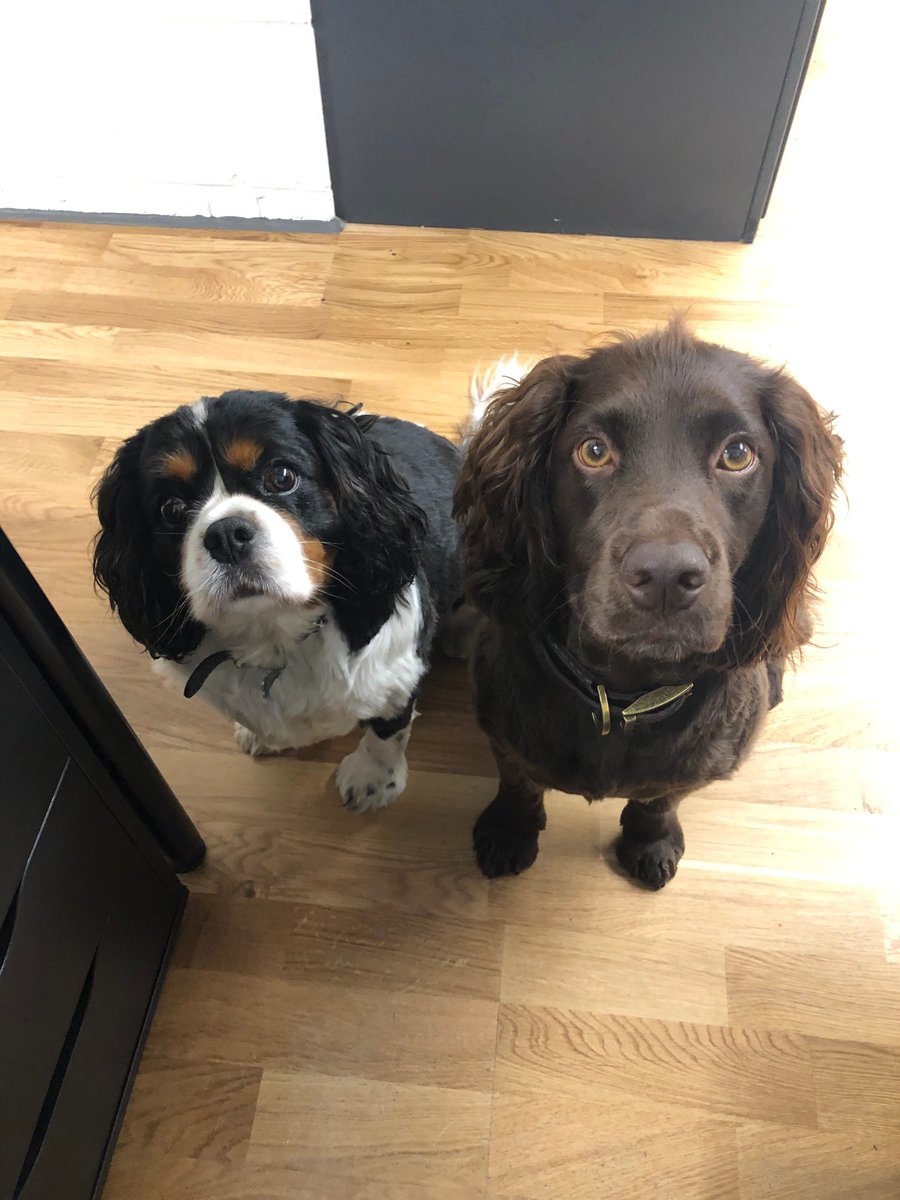 lynndonovan71's tweet photo. Studio doggies Archie and Teddy eyeing up the banana. @CitrusSuite @TheSteveDonovan @TExtraordinaryC @allaboutstem @DogsTrust @DogsMonthly @Dogs_Today #bringyourdogstowork https://t.co/dvMkRs4FDo
