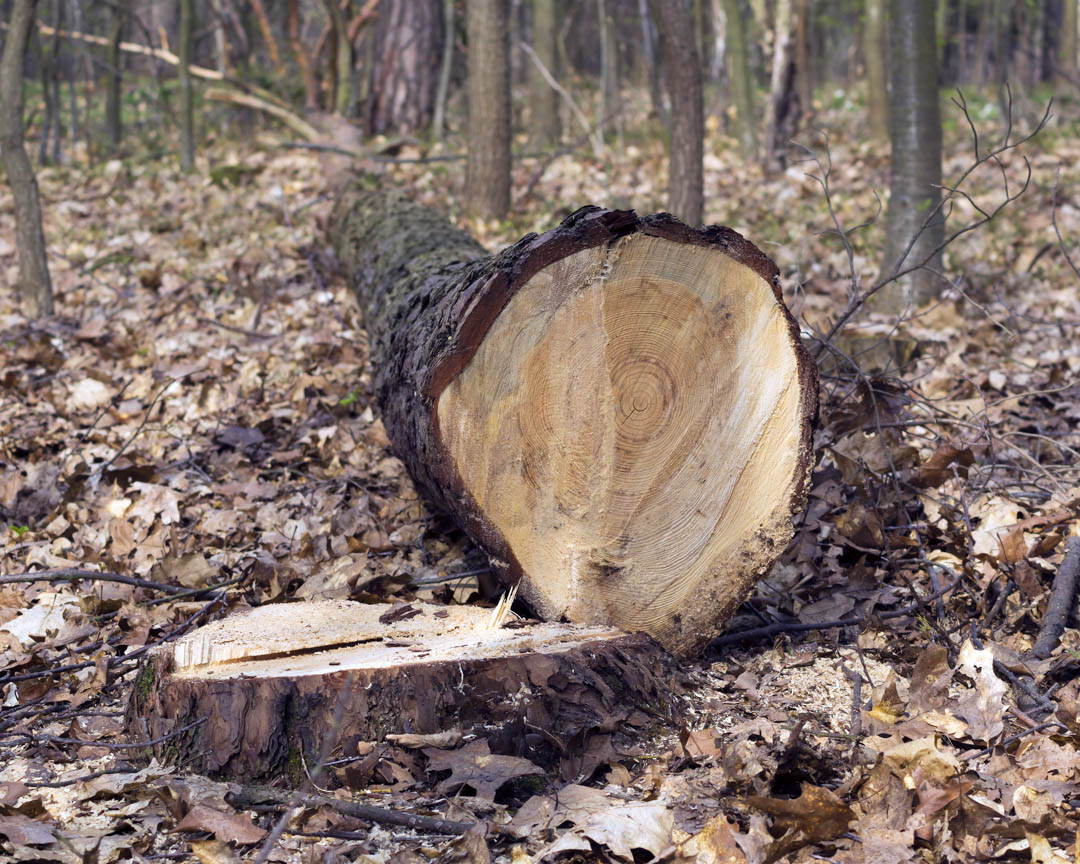 MarsamTree's tweet image. Do you have services such as #TreeCare, #StumpRemoval, #TreeTopping and more that need to be completed out of Arden, NC? Give Us A Call at # (828) 266-0397 today! #TreeRemovalCompany #StumpGrinding #StumpRemoval #TreeTopping #Arden28704 bit.ly/2FuytUE