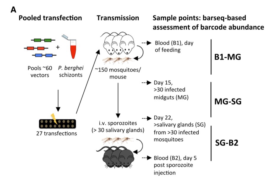 To address this we generated 1,342 mutants in 27 batches at  @sangerinstitute. Each pool of parasite was immediately sent to  @unibern where it went through an entire parasite lifecycle with samples taken at each stage.