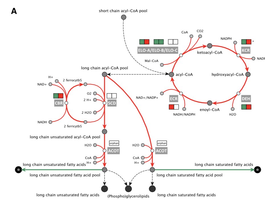 Many genes dispensable in the blood stages didn't seem to be required in other stages, but a number of pathways stood out for their importance in the liver-stage. For example, in the absence of components of the fatty acid elongation pathway, parasites developed much more slowly: