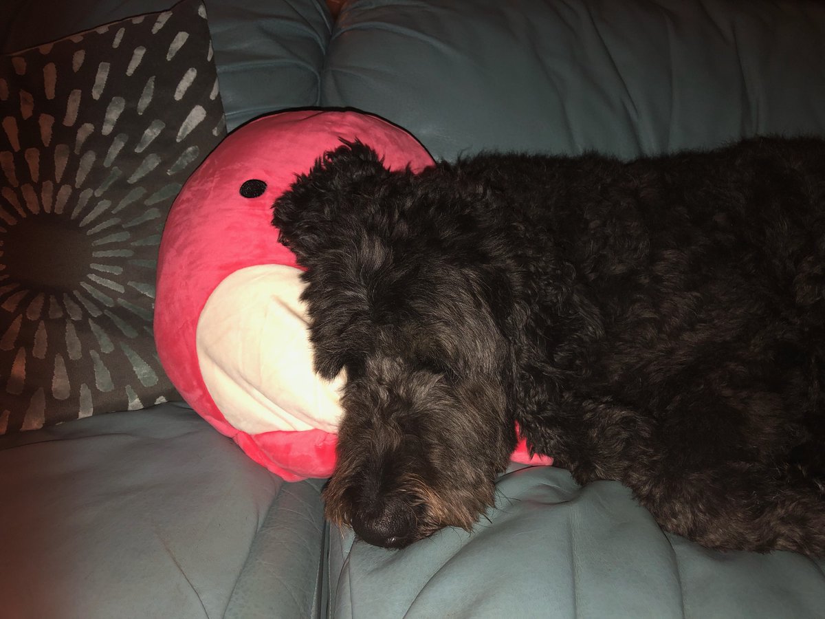 SarahAshley415's tweet photo. I got my mom this little pillow a couple months ago and now it's Stella's best friend 🥺 https://t.co/qIxDzt9jaj