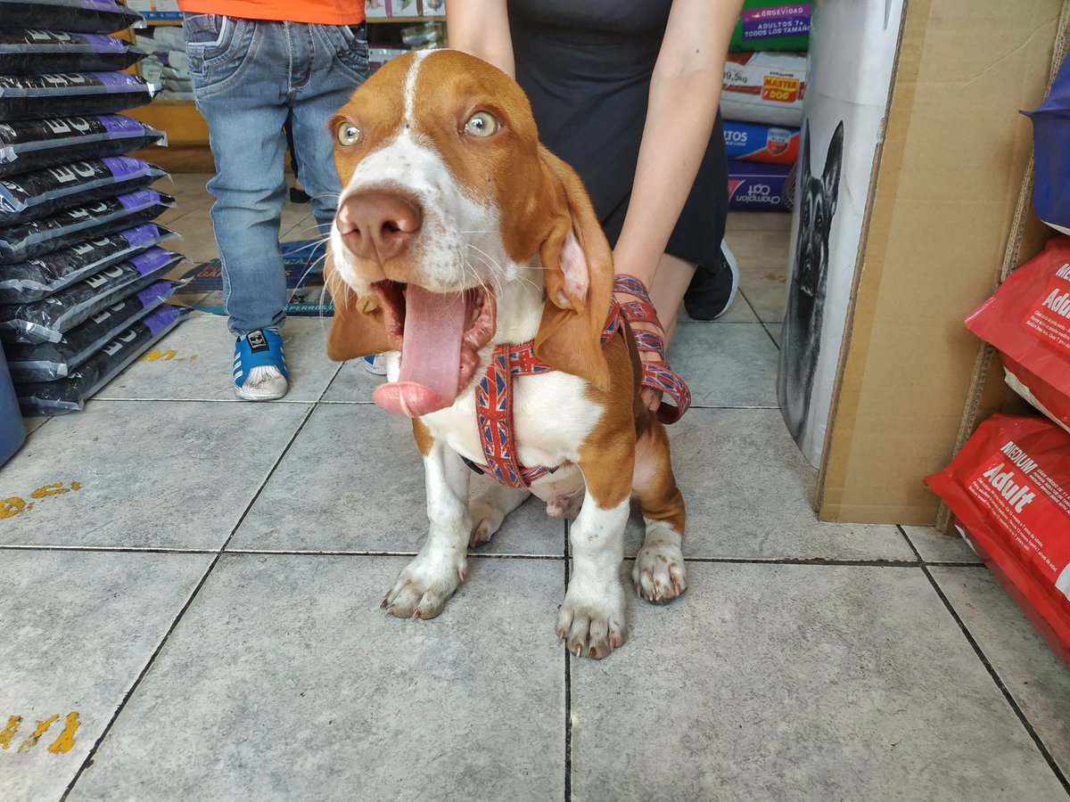 stylopets's tweet photo. Gaspar en su primera visita a @stylopets Recientemente fue adoptado por su nueva familia 👨‍👩‍👦 Así que lo trajeron para hacerle su primera compra 🛒 Nos alegra saber que tienes un hogar donde recibir amor y cariño 🤗 Esperemos verte de nuevo por acá amiguito 😄 https://t.co/mAXKUOXtF6